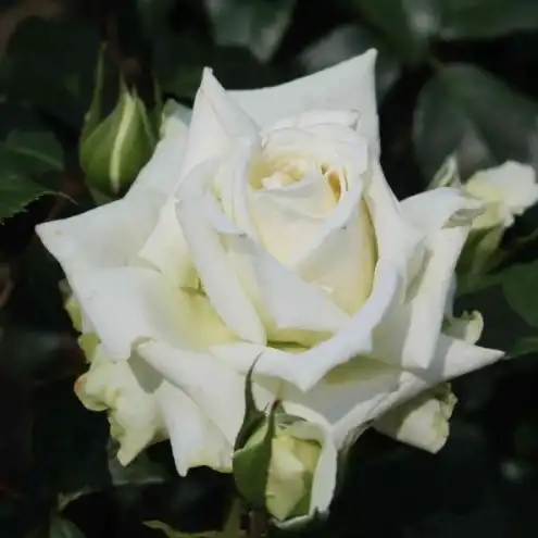 Rosa Alaska® - alb - trandafiri târâtori și cățărători, Climber
